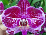 Phalaenopsis PH 218