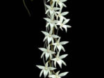 Aerangis modesta
