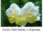 Ascocenda Pate Balsky x Jiraprapa