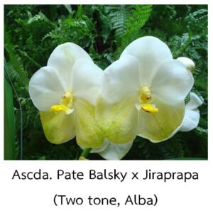 Ascocenda Pate Balsky x Jiraprapa