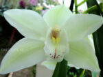 Cymbidium hybrid 13
