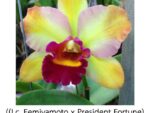 Cattleya ((Lc. Femiyamoto x President Fortune) x Slc. Kaui Starbright) x Blc. Yen Surprise
