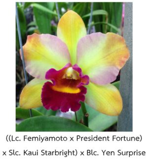 Cattleya ((Lc. Femiyamoto x President Fortune) x Slc. Kaui Starbright) x Blc. Yen Surprise