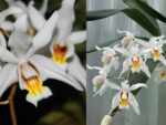Coelogyne intermedia