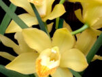 Cymbidium Gold