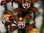 Cymbidium Magic Chocolate (erythraceum x Vogel Magic)