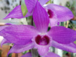 Dendrobium Nestor 'Dragon'