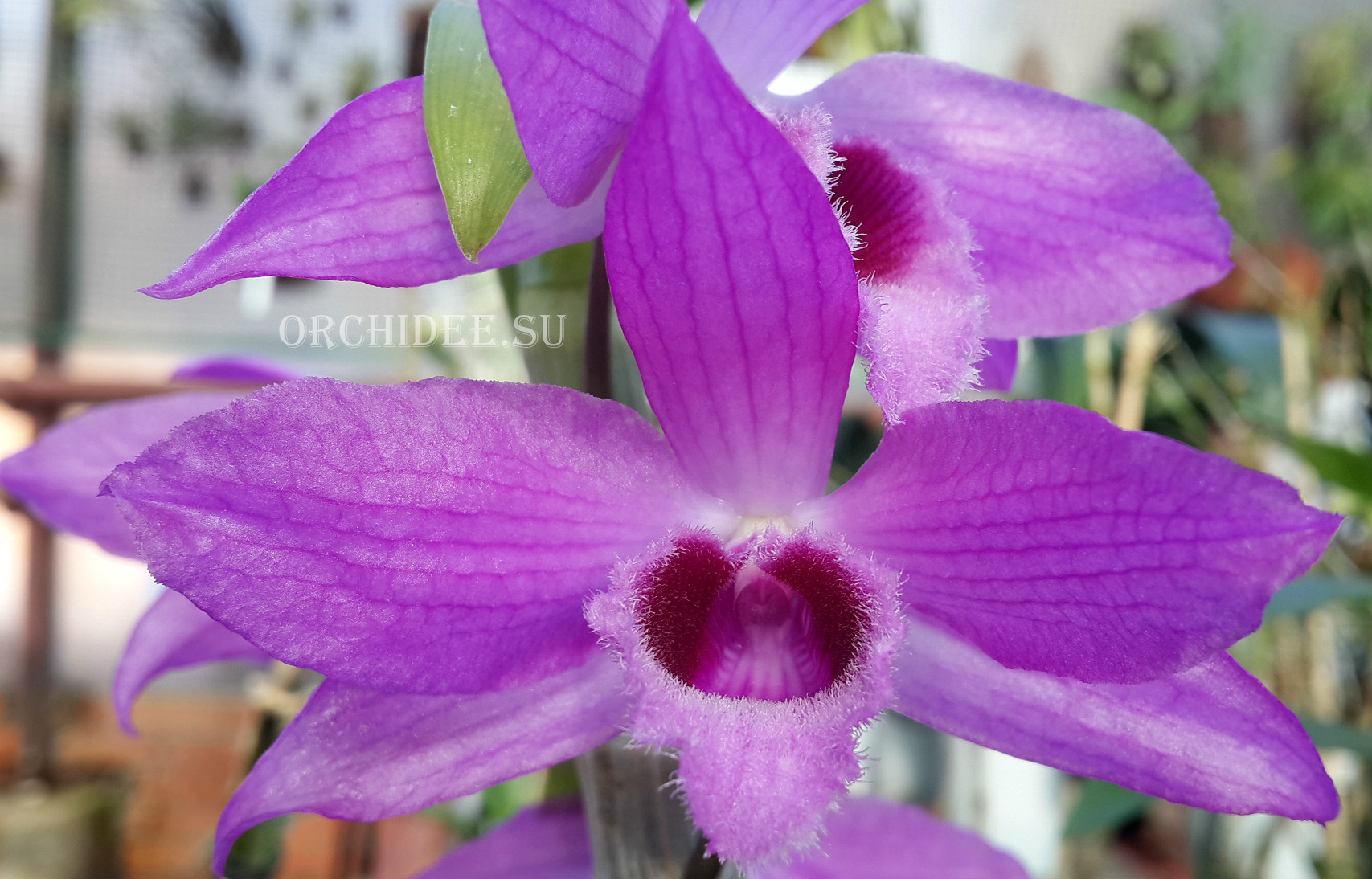 Dendrobium Nestor 'Dragon'