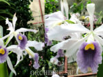 Laelia purpurata var. werkhäuseri x Cattleya warneri var. coerulea