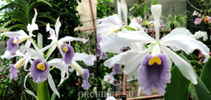 Laelia purpurata var. werkhäuseri x Cattleya warneri var. coerulea