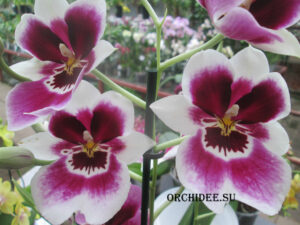 Miltoniopsis hybrid 03