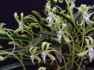 Neofinetia falcata 'Hisui' 翡翠