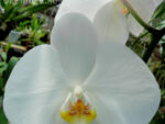 Phalaenopsis PH 047/4 Bijoux Diamand