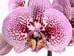 Phalaenopsis PH 215 Andorra