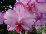 Phalaenopsis PH 221 Purple Edge