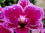 Phalaenopsis PHM 096