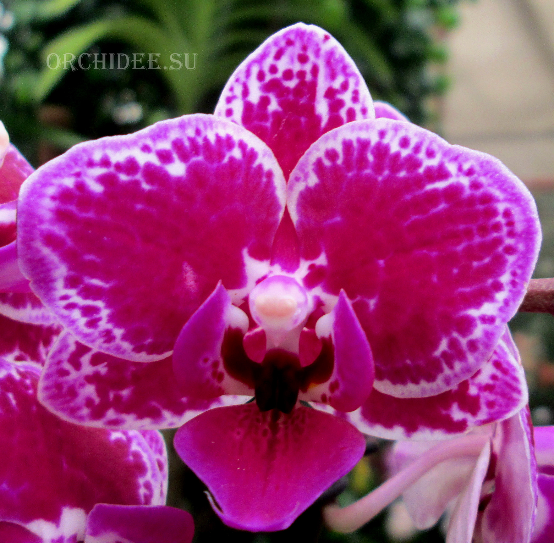 Phalaenopsis PHM 096