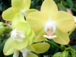 Phalaenopsis PHM 097 Brother Stardust