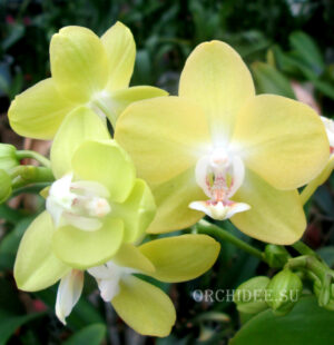 Phalaenopsis PHM 097 Brother Stardust