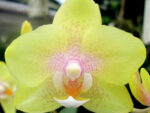 Phalaenopsis PHM 098