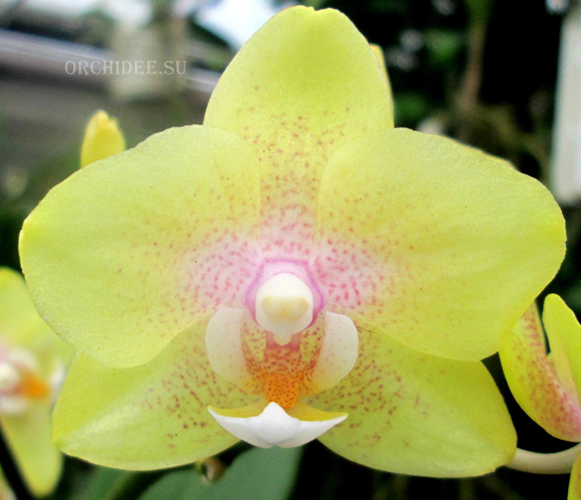 Phalaenopsis PHM 098