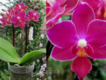 Phalaenopsis PHM 100 Brazil