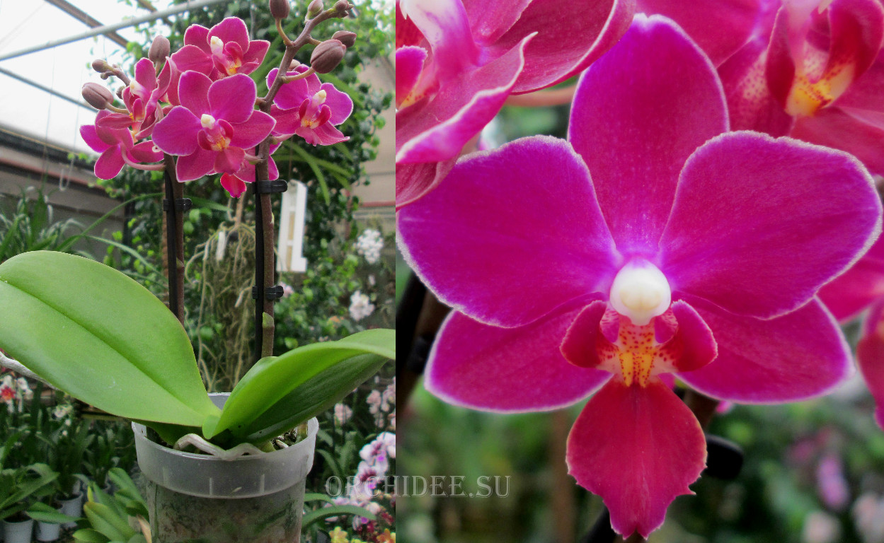 Phalaenopsis PHM 100 Brazil