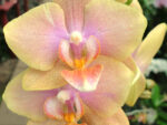 Phalaenopsis PHM 106