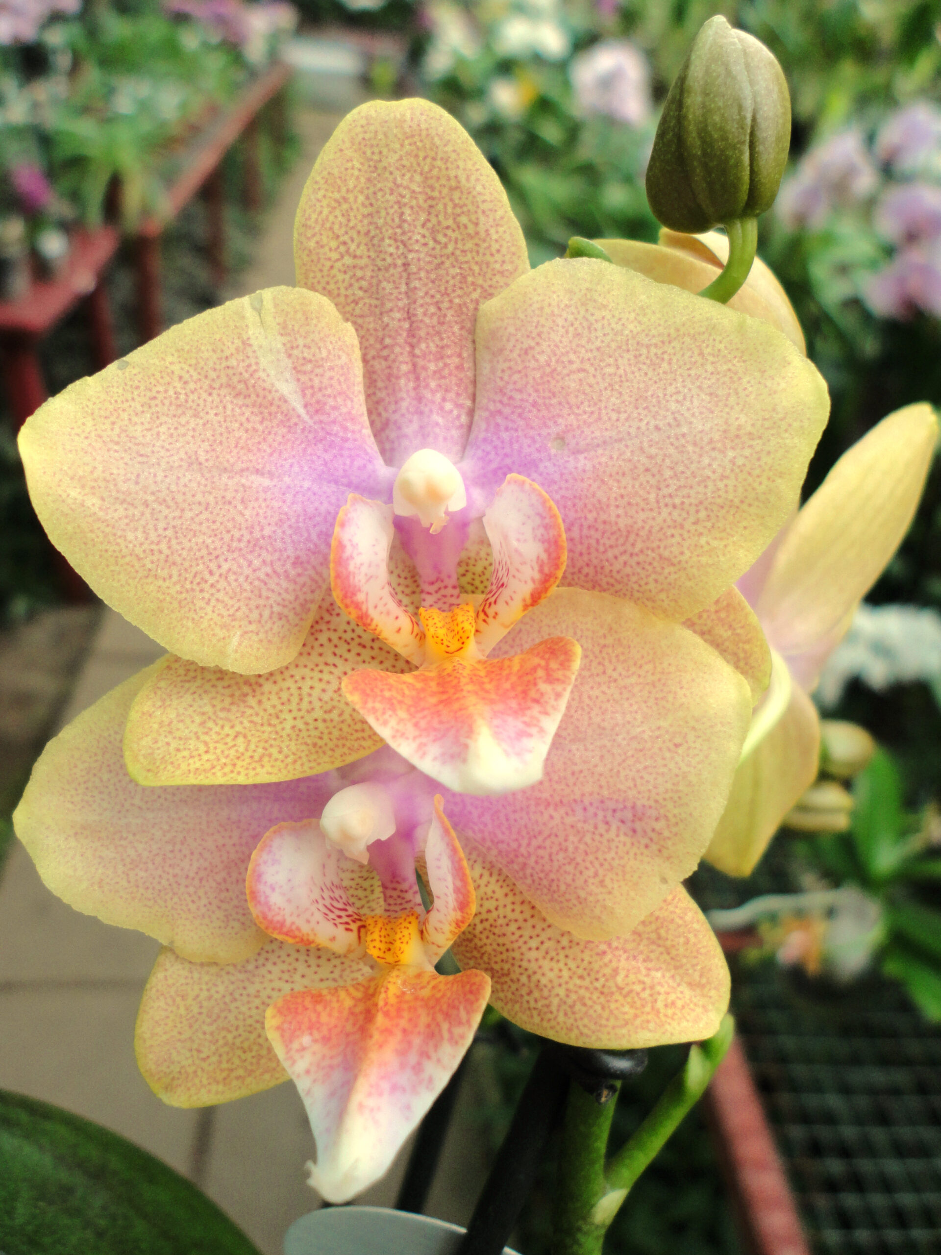 Phalaenopsis PHM 106