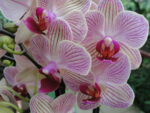 Phalaenopsis PHM 107 Spring