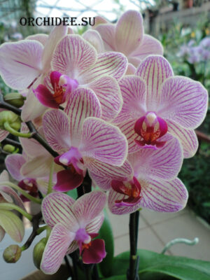 Phalaenopsis PHM 107 Spring