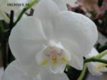 Phalaenopsis PHM 108 Venis