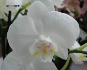 Phalaenopsis PHM 108 Venis