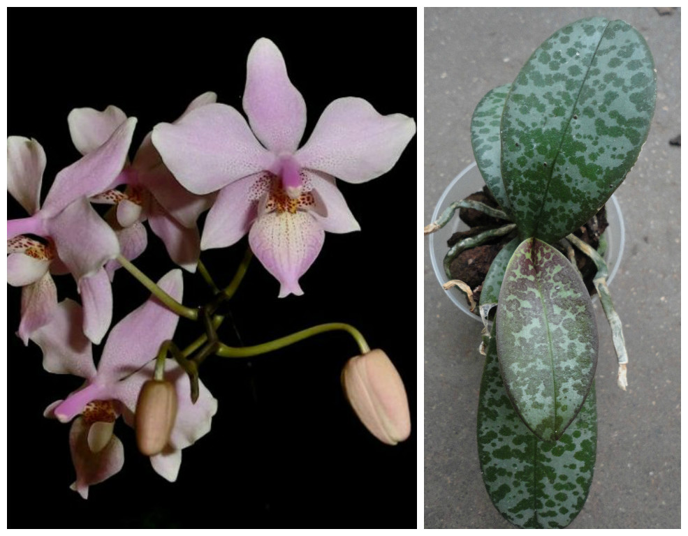 Phalaenopsis Baguio (schilleriana x lindenii)