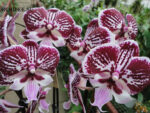 Phalaenopsis PH 222 Fountain Big Lip
