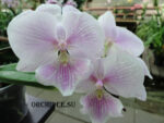Phalaenopsis Yaphon Big Mouse x Phalaenopsis Yu-pin Fire Works