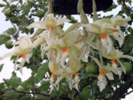 Stanhopea inodora