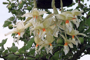 Stanhopea inodora