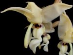 Stanhopea lietzei