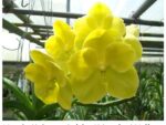Vanda Kultana Gold x Kriangkrai Yellow