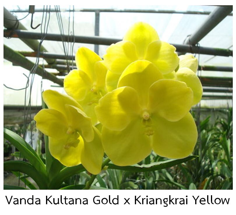 Vanda Kultana Gold x Kriangkrai Yellow