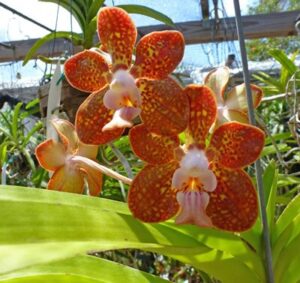 Vanda denisoniana x Vanda Mimi Palmer