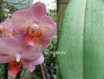 Phalaenopsis PH 220 'Salmion'
