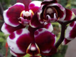 Phalaenopsis PHM 101 Gaucho Harlequin