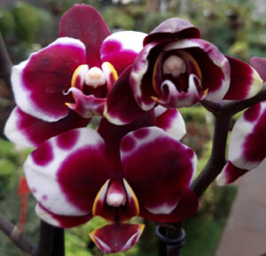 Phalaenopsis PHM 101 Gaucho Harlequin