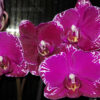Phalaenopsis PHM 103