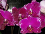 Phalaenopsis PHM 103