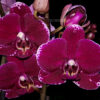 phm_103(3)