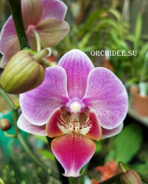 Phalaenopsis PHM 109 Luzern