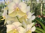 Vanda Nakorn sawan Bell x Tubtim Velvet